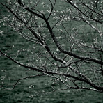 Branches