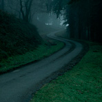 Forest road in mist
